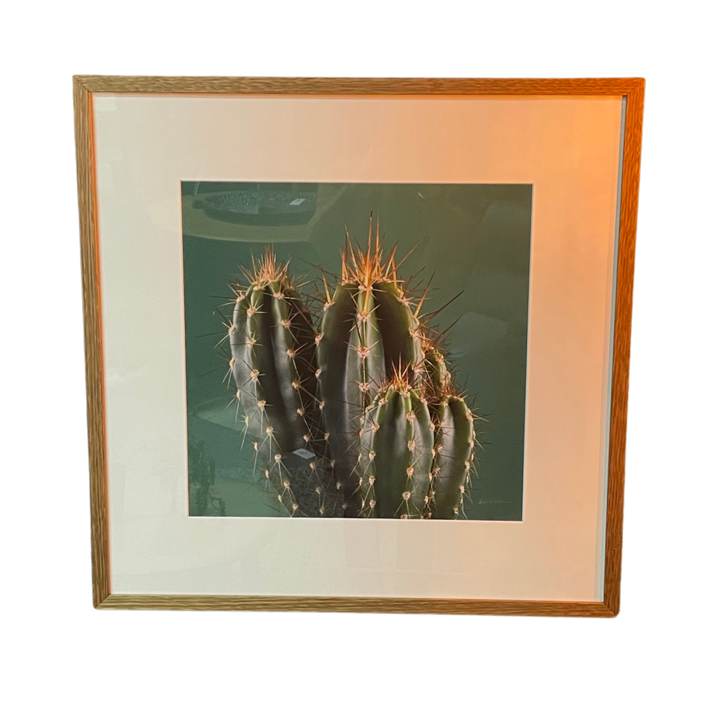 Cacti IV